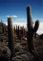 Uyuni